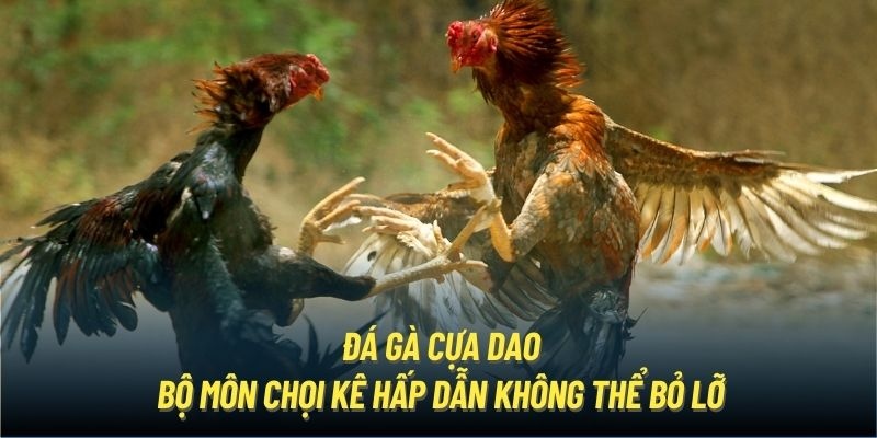 Siêu phẩm đá gà cựa dao tại OK365