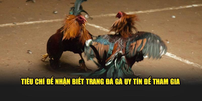 Tiêu chí để nhận biết trang đá gà uy tín để tham gia