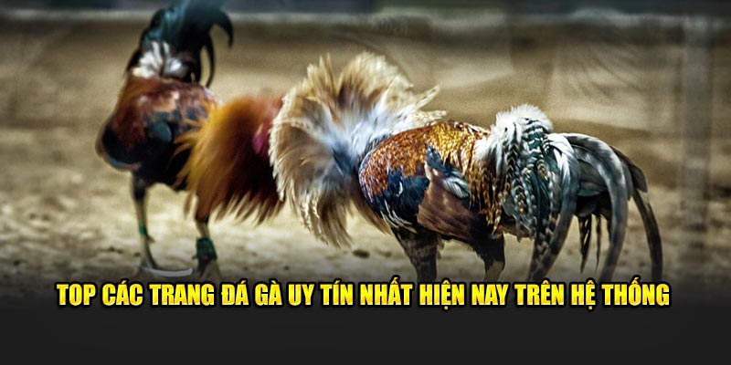 Top các trang đá gà uy tín nhất hiện nay trên hệ thống