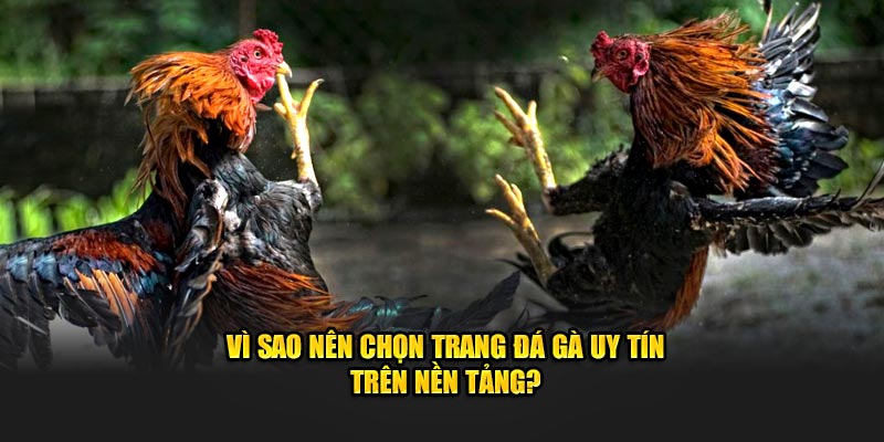 Vì sao nên chọn trang đá gà uy tín trên nền tảng?